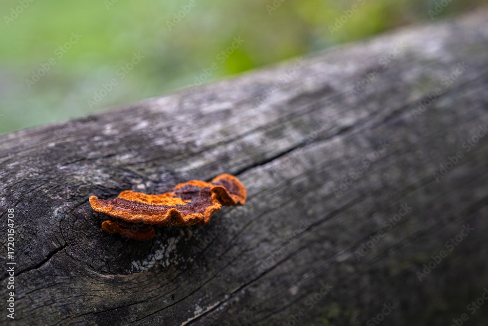 Naklejka premium Solitary orange mushroom on a tree trunk