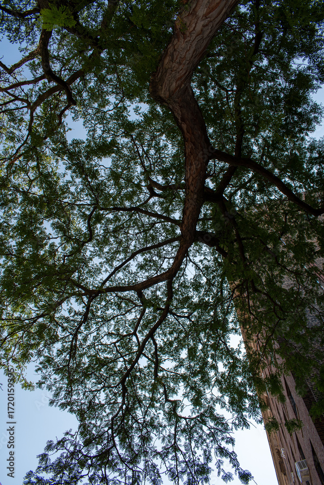 Obraz premium Majestic tree branches against clear blue sky