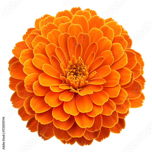 A vibrant orange marigold flower with densely layered petals isolated on a transparent background