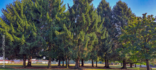 árvores em parque público em Vancouver, Canadá