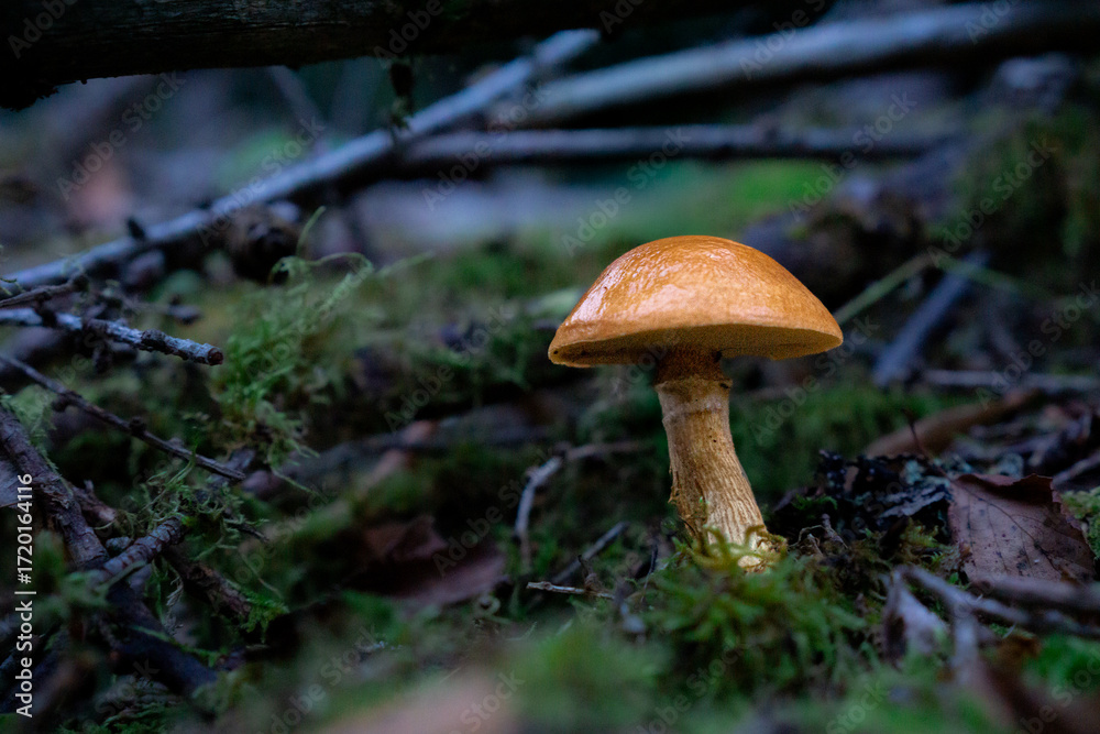 Fototapeta premium Brown mushroom growing on mossy forest floor, natural close-up view