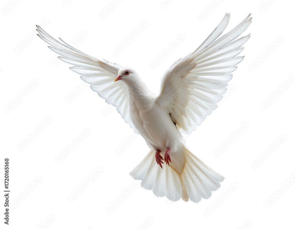 Obraz premium Majestic White Bird in Flight with Extended Wings Against Sky