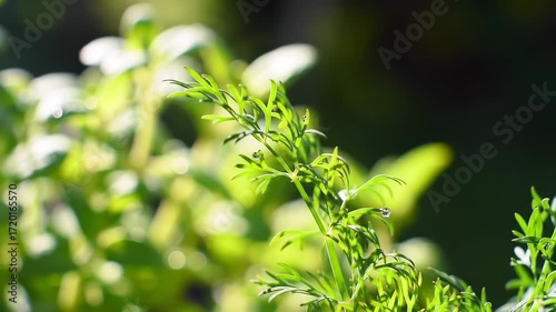 Close-up of fresh green herbs