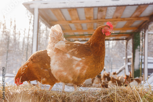 Obraz na płótnie Brown hens on snowy free range farm coop for organic eggs in winter