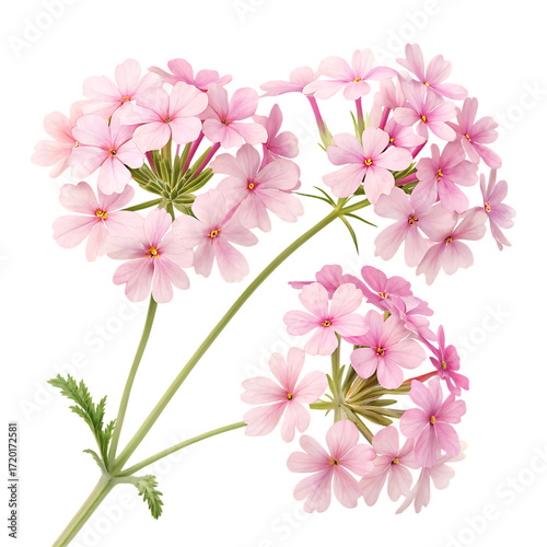Delicate clusters of soft pink verbena flowers with green stems and leaves isolated on a transparent background