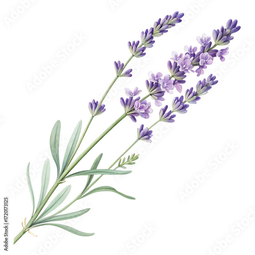 Delicate lavender stalks with numerous small purple blossoms and green leaves isolated on a transparent background