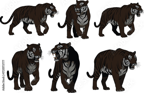 Tiger illustration, expressive poses, walking, standing, roaring, character design, striped coat, animal anatomy, wildlife concept, dynamic motion, artistic reference
