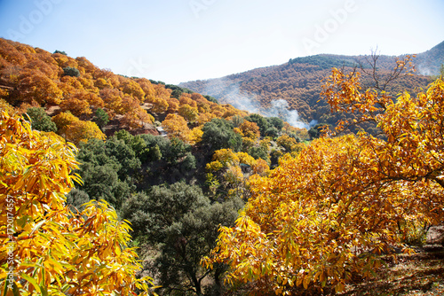 paisaje de arboles de castaños  de hojas doradas en otoño en Pujerra, Andalucía