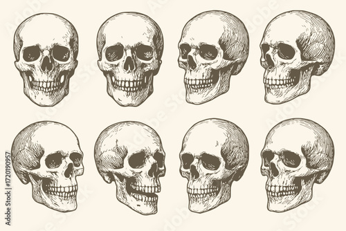 Vintage Engraving Style Human Skull Illustrations in Detailed Black Line Art for Anatomical Design
