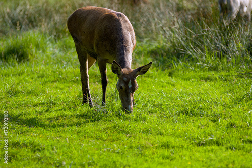 Fototapeta Naklejka Na Ścianę i Meble -  Brązowy jeleń daniel na łące w pięknym oświetleniu słonecznym.