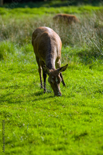 Fototapeta Naklejka Na Ścianę i Meble -  Brązowy jeleń daniel na łące w pięknym oświetleniu słonecznym.	
