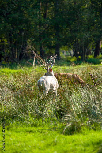 Fototapeta Naklejka Na Ścianę i Meble -  Jelenie z dużymi rogami pasące się na łące w wysokich trawach.	
