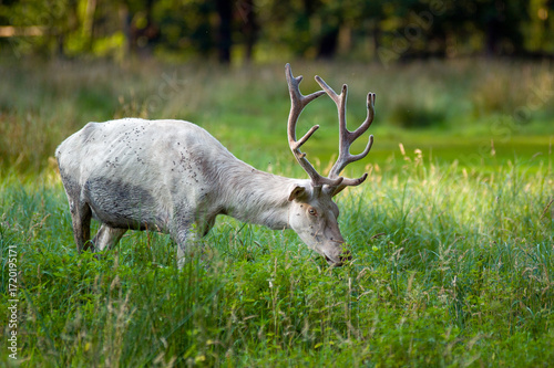 Fototapeta Naklejka Na Ścianę i Meble -  Biały jeleń z dużymi rogami stoi samotnie na łące ujęcie z bliska.

