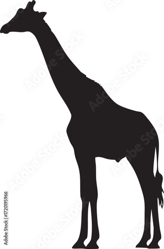 Silhouette of a giraffe standing on a background animal wildlife