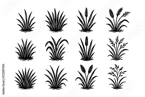 Collection of twelve botanical silhouettes featuring various grass species