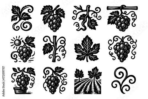 Hand-drawn vineyard grapes and vines collection for wine lovers and designers