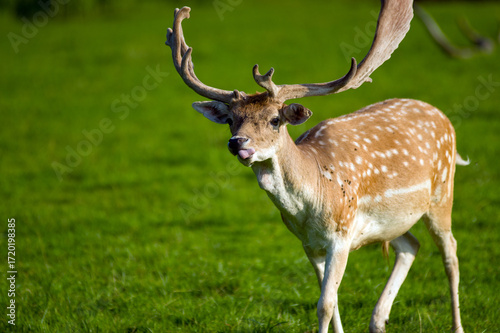 Fototapeta Naklejka Na Ścianę i Meble -  Jeleń daniel zwyczajny na łące ujęcie z przodu.
