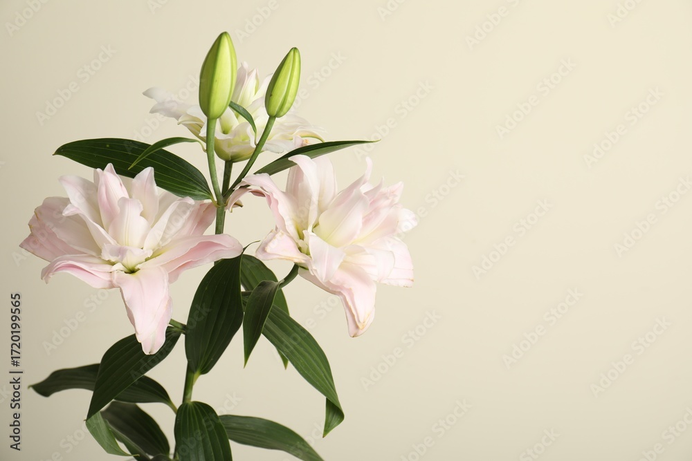 Fototapeta premium Beautiful lily flowers on beige background, closeup. Space for text