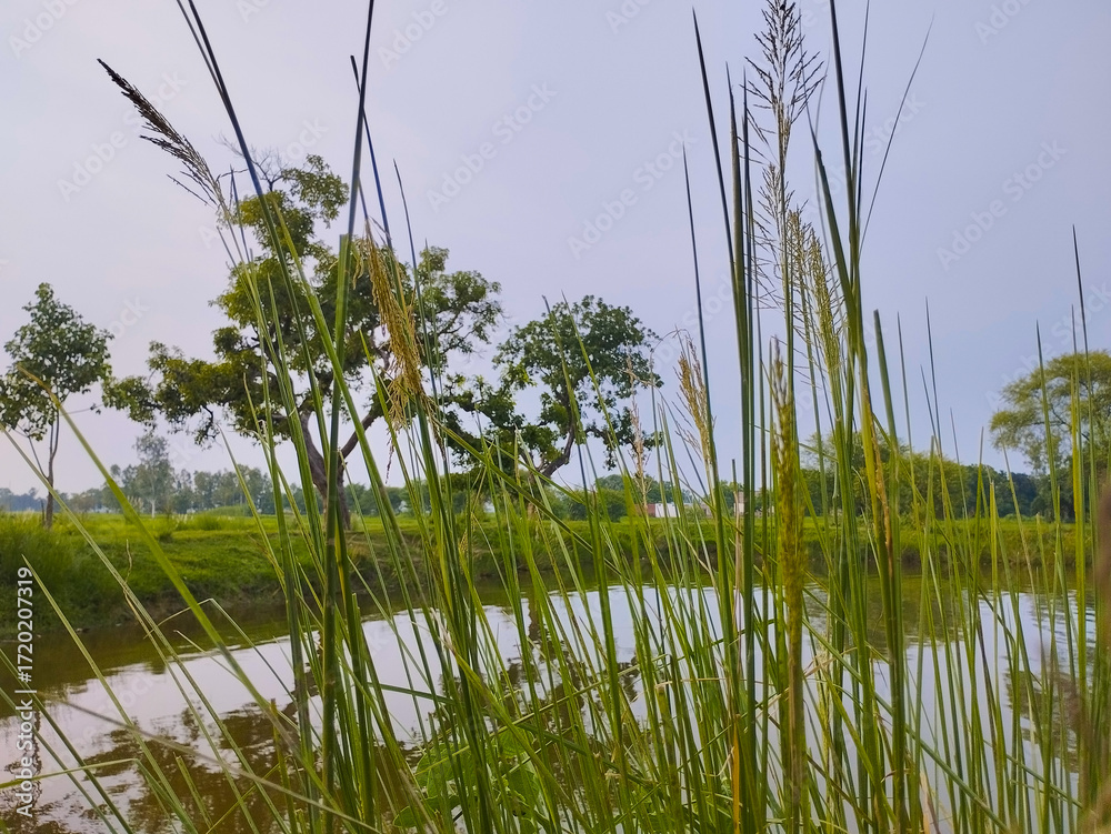 Fototapeta premium Reeds by the Water's Edge