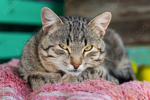 Gray striped cat walks on a leash on green grass outdoors...
