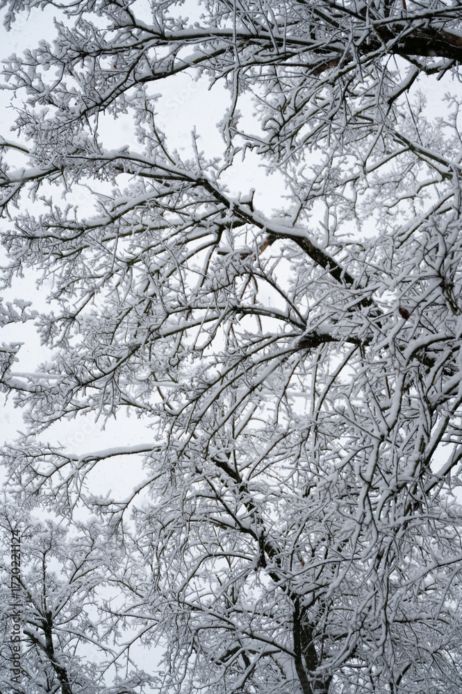 Obraz premium tree in snow