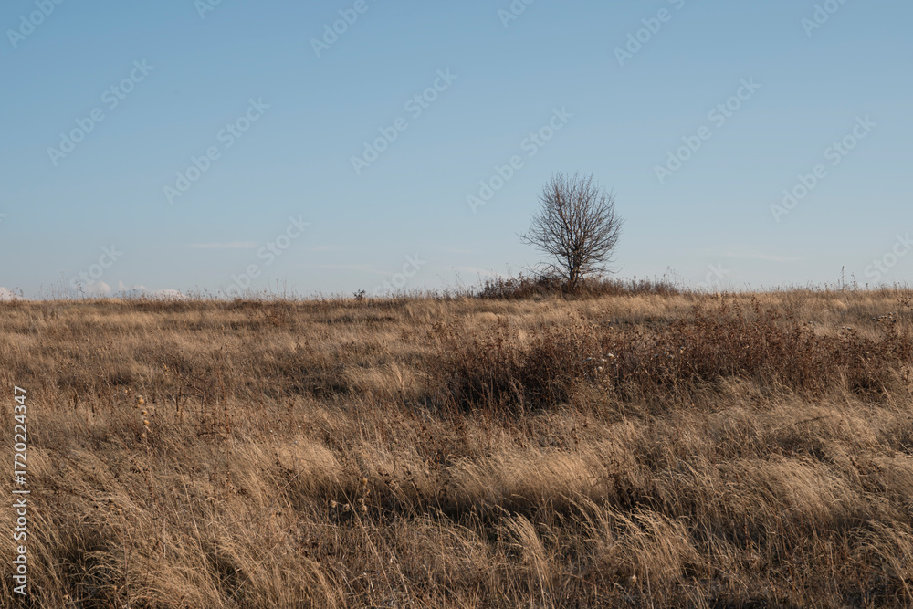 Obraz premium Autumn landscape: lonely tree in field with dry grass against clear blue sky