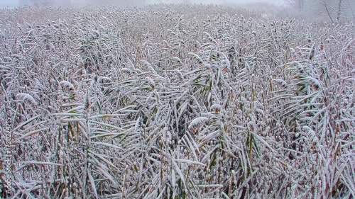 Snowy reeds in a field