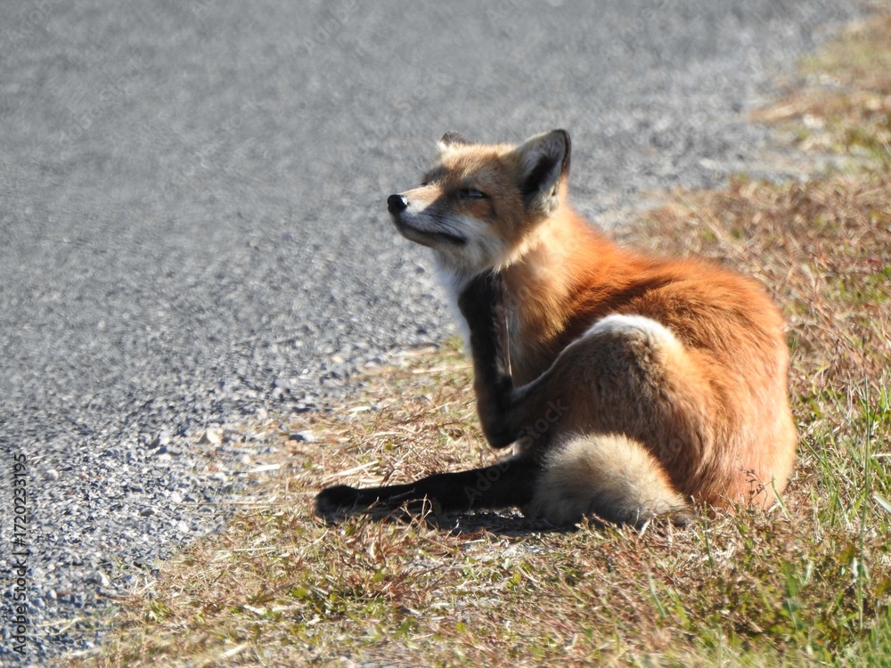 Fototapeta premium A red fox, sitting on the grass, scratching itself. Bombay Hook National Wildlife Refuge, Kent County, Delaware. 