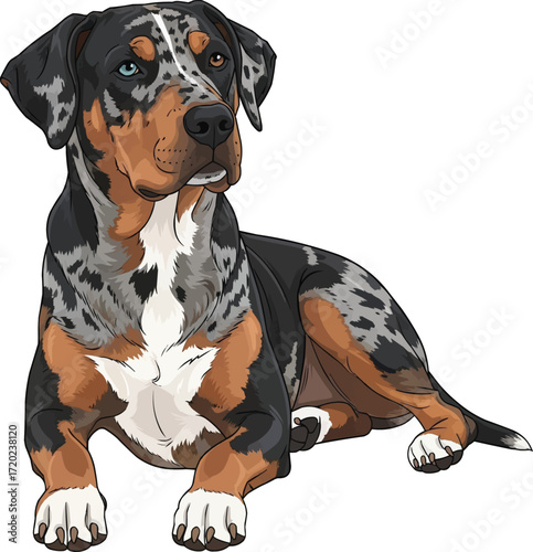 Catahoula Leopard Dog lying down relaxed cute vector illustration
