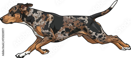 Catahoula Leopard Dog running energetic full stride illustration