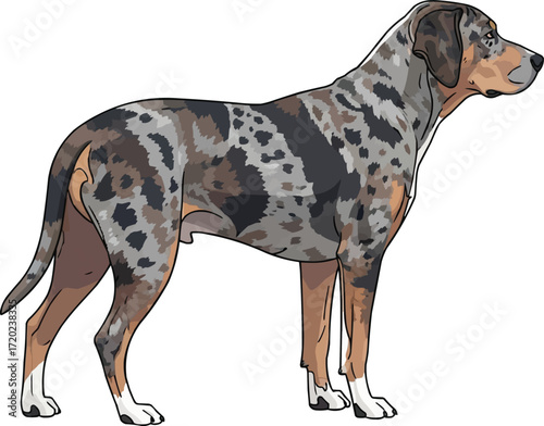 Catahoula Leopard Dog standing side profile view illustration