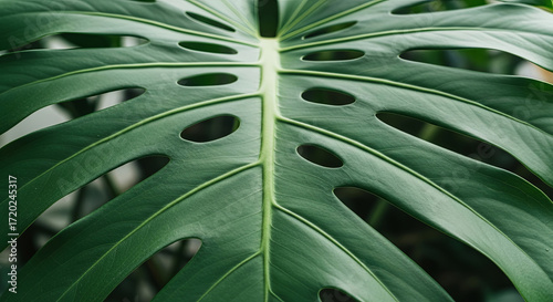 Stunning close-up of a vibrant Monstera leaf, perfect for bringing a touch of tropical elegance to your designs and creating a calming, natural atmosphere