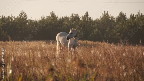 A horse is tied and grazing in a meadow in the morning.