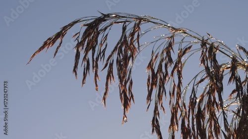 Wet grass seeds in the morning against the sky