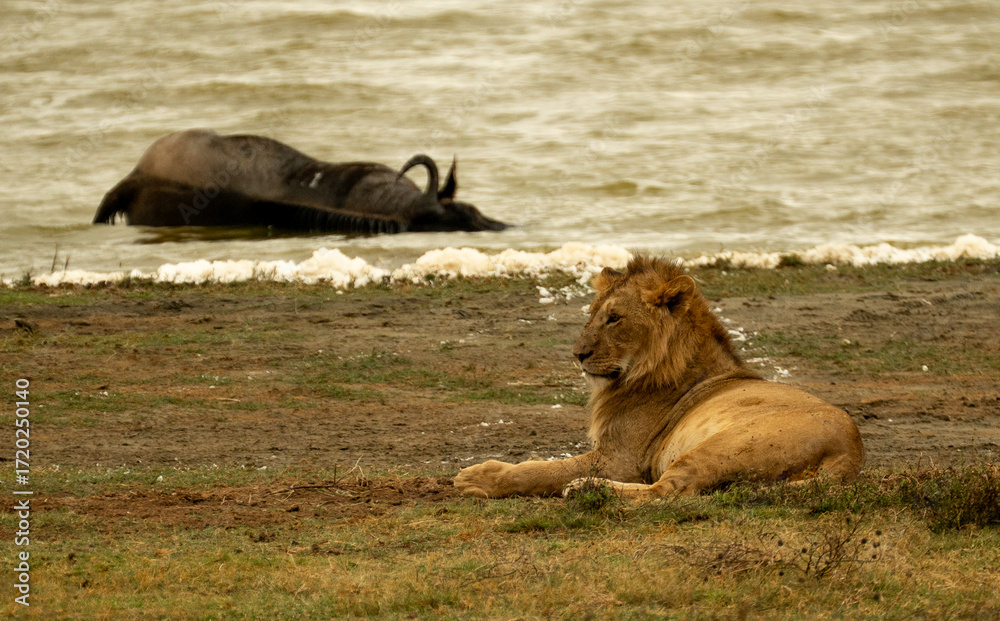 Fototapeta premium Lion resting by a lakeshore with a dead wildebeest in the water, depicting predator and prey in the Ngorongoro Crater, Tanzania.