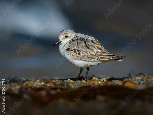 Calidris alpina, conocida como correlimos común en la orilla de una playa en búsqueda de comida