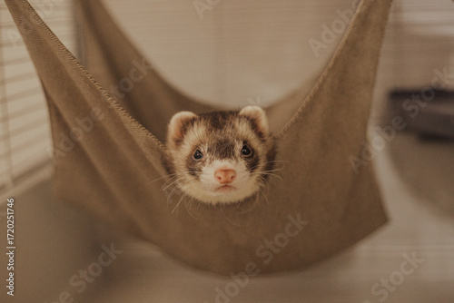 Foto Adorable ferret baby hanging out in home setup, care guide for exotic pets