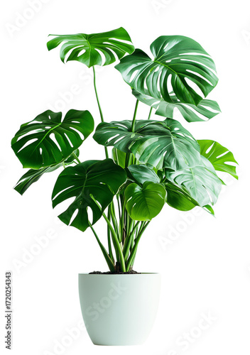 A large green plant with large leaves sits in a white pot
