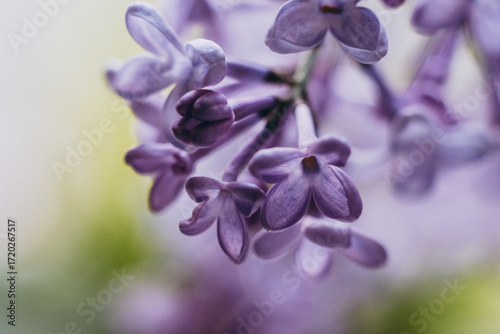 Lilac blossom in spring. Lilac flowers close up. Growing lilacs.