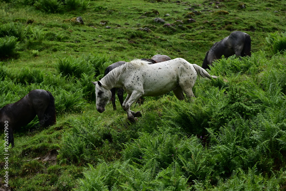 Fototapeta premium Gruppe von Pferden die einen steilen mit Farnkraut bewachsenen Hügel hinablaufen