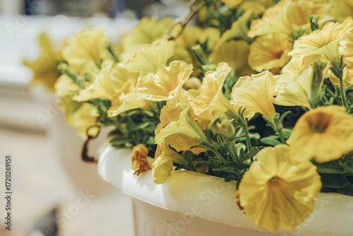 Flowered yellow petunias in pots. Commercial gardening.