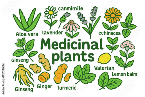 Doodle Medicinal Plants. Medicinal plants. Hand-drawn doodle illustration of medicinal plants. Aloe vera,