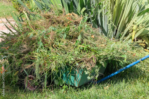 Pile of cut branches and mowed grass. Grass clippings for mulching in countryside garden. Gardening and landscaping. Sunny day.
