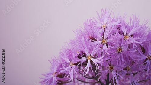 Delicate pink ragged robin flowers with fringed petals against a clean white background in soft lighting for a minimalist floral style