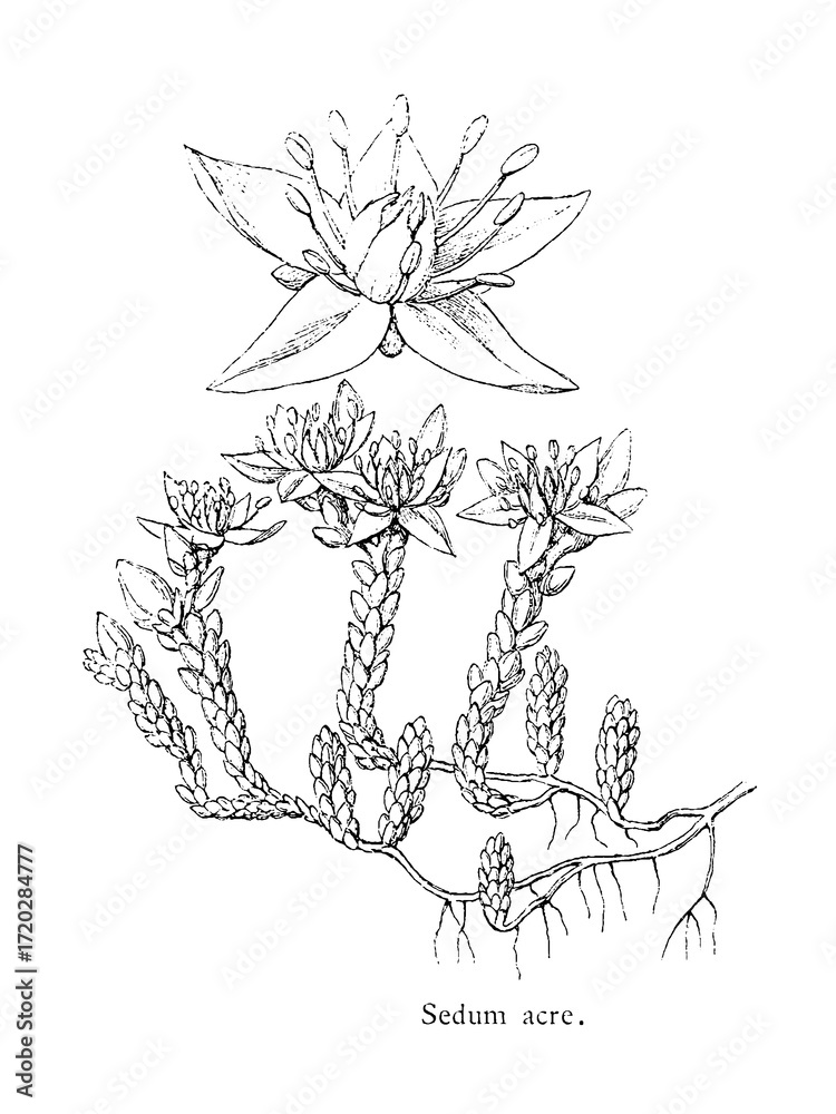 Fototapeta premium Sedum acre, a perennial flowering plant in the family Crassulaceae, old vintage illustration, 1892