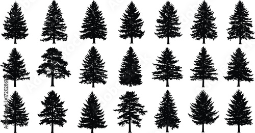 Conifer tree silhouettes, pine forest vector, evergreen trees artwork, decorative plant design, abstract nature illustration, isolated tree graphic, botanical design