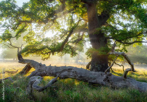 Old oak in the forest at beautiful morning © Piotr Krzeslak