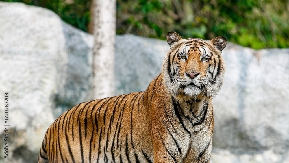 Obraz premium Siberian tiger (Panthera tigris altaica) or the Amur tiger.