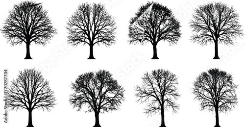 Leafless tree silhouettes, abstract branching patterns, winter forest design, bare trees vector, natural artwork, isolated dendrology illustration, decorative nature graphic, botanical art