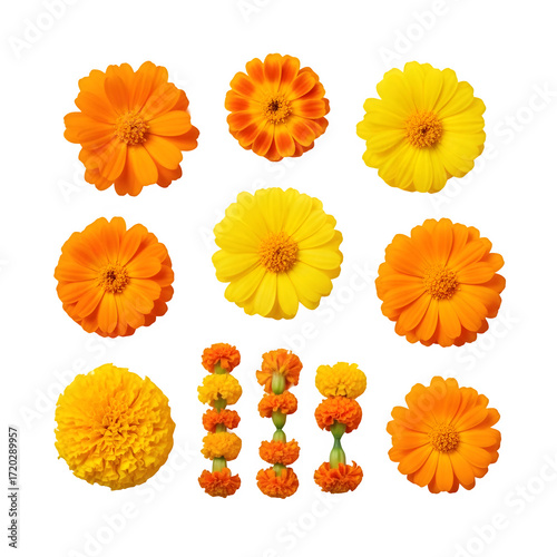 Marigold and calendula flower heads and mini garlands for Diwali decoration, transparent isolated clipart in PNG format for rangoli borders, puja backgrounds